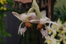 Stanhopea napoensis BM